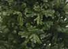 Ель Абсолют