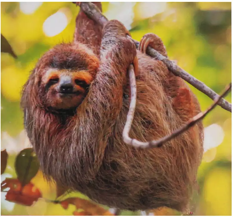 Алмазная мозаика 30*40 WFS001 Ленивец на ветке 26 цв. без подрамника