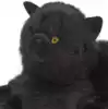 Мягкая игрушка Кошка Бусилия чёрная 30 см 85315