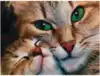 Рисование по номерам 30*40 30980 Котята. Милое семейство