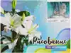 Рисование по номерам 30*40 30463 Снежные барсы
