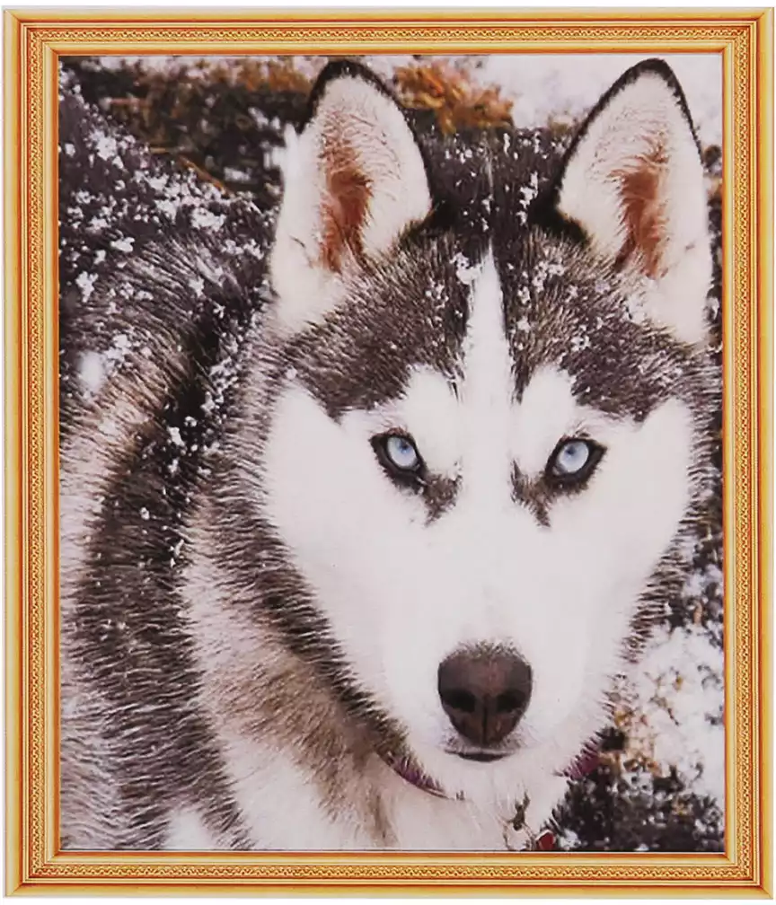 Алмазная мозаика 30*40 FZ0290 Хаски