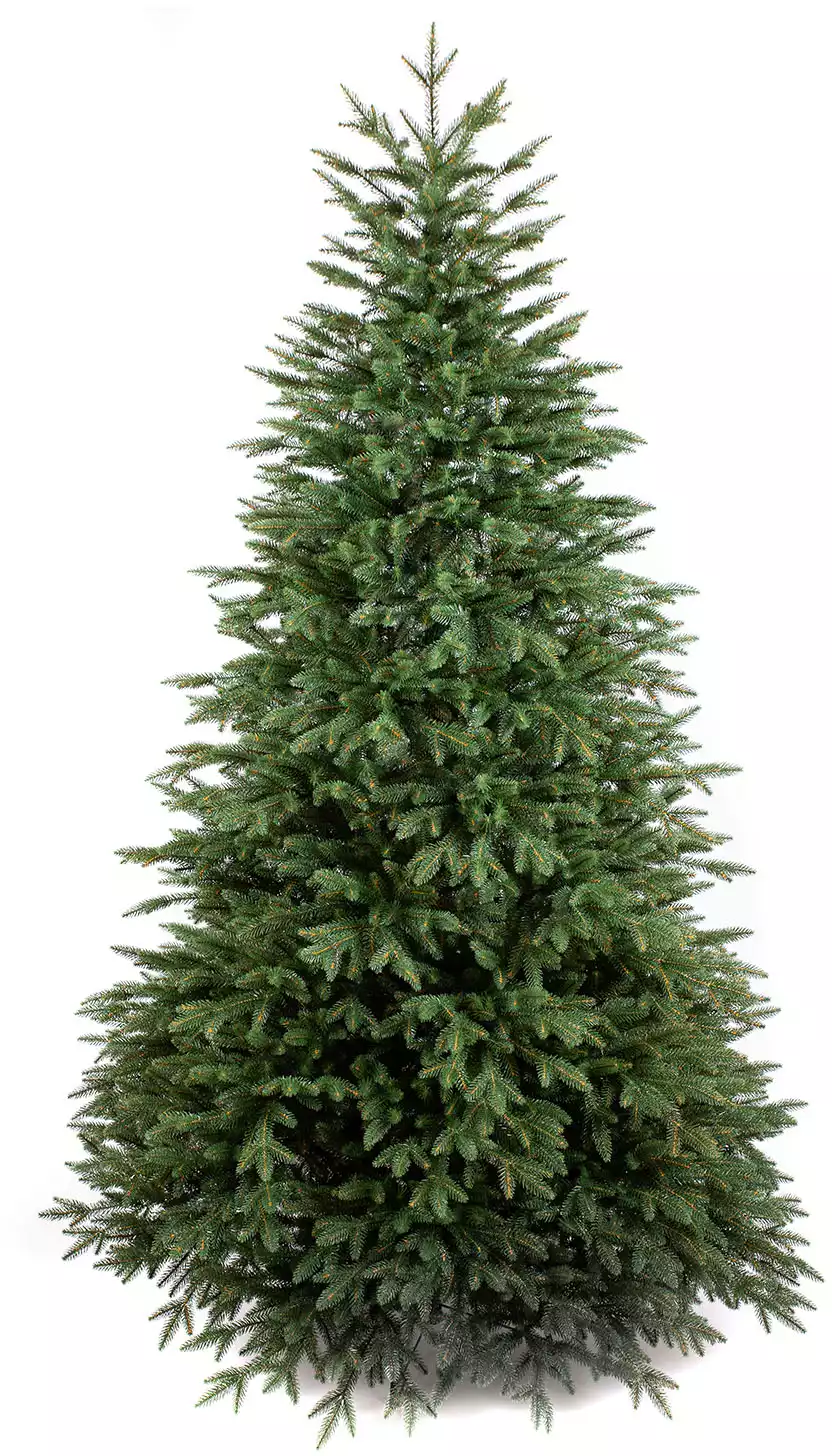 Ель Sydney Россия