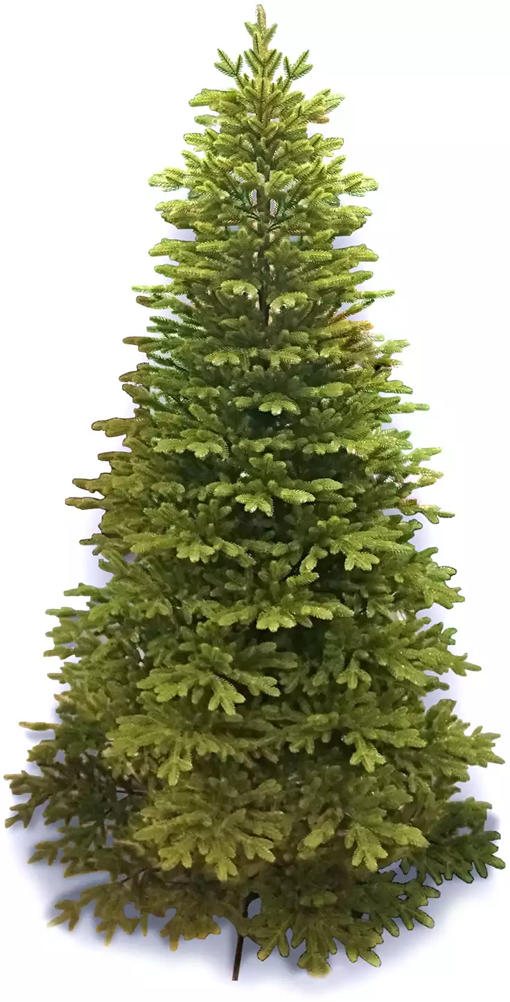 Ель Colorado Россия