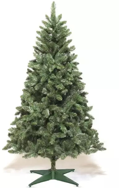 Ель Сибирская Красавица Россия