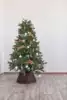 Ель Императрица Россия