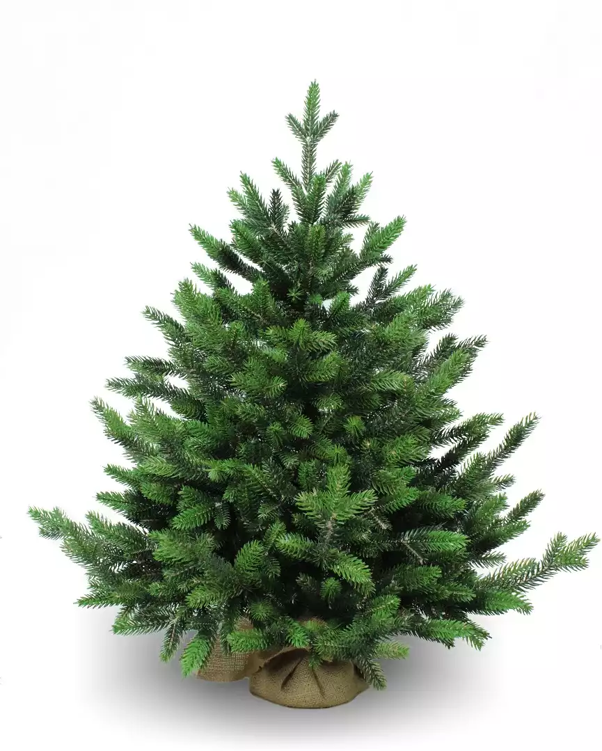 Ель Симфония Россия