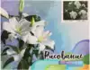 Рисование по номерам 40*50 GX32847 Белые пианы