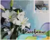 Рисование по номерам 40*50 GX36077 Зимний сон