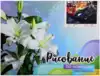 Рисование по номерам 30*40 GX39700 Гонки