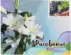 Рисование по номерам 40*50 GX40390 Молодой виноград