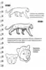 Скетчбук Уроки рисования по шагам Животные 64-6638