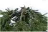Ель 230 см Сирена Россия