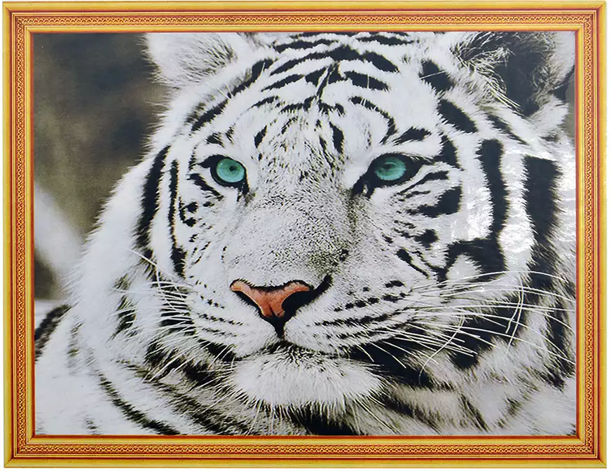 Алмазная мозаика 40х50см Белый тигр GLE77763